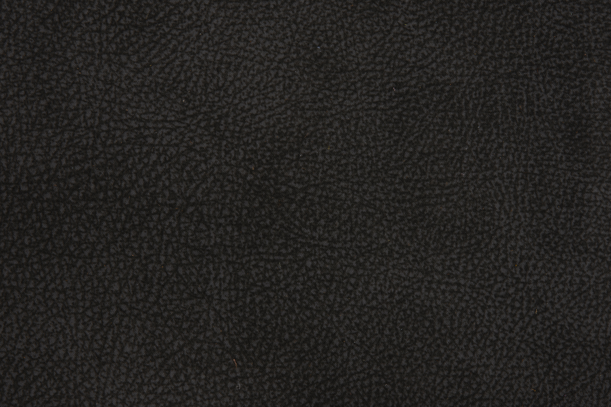 L60 Animale (S2)